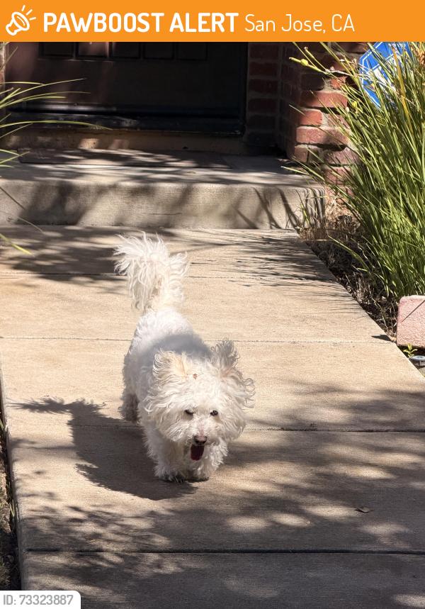 Found/Stray Unknown Dog last seen Carracci lane, San Jose, CA 95135