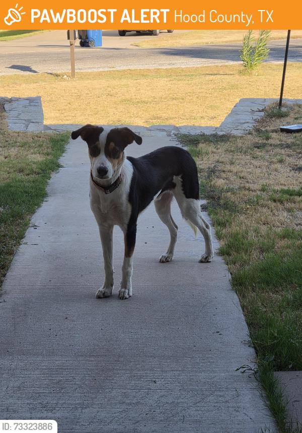 Found/Stray Unknown Dog last seen Brookhollow Dr, Hood County, TX 76048