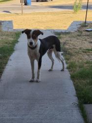 Found/Stray Unknown Dog last seen Brookhollow Dr, Hood County, TX 76048