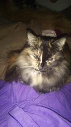 Reunited Female Cat last seen Near Blue Gill Dr, Roland, AR 72135, USA, Roland, AR 72135