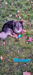 Lost Male Dog last seen Near 1/2 S 15th Ave, Yakima, WA 98902