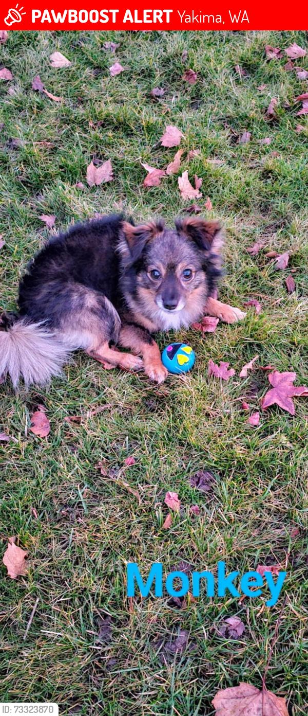 Lost Male Dog last seen Near 1/2 S 15th Ave, Yakima, WA 98902