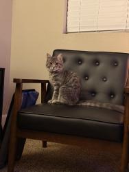 Found/Stray Female Cat last seen 54th street and Xenia Street, Denver, CO 80238