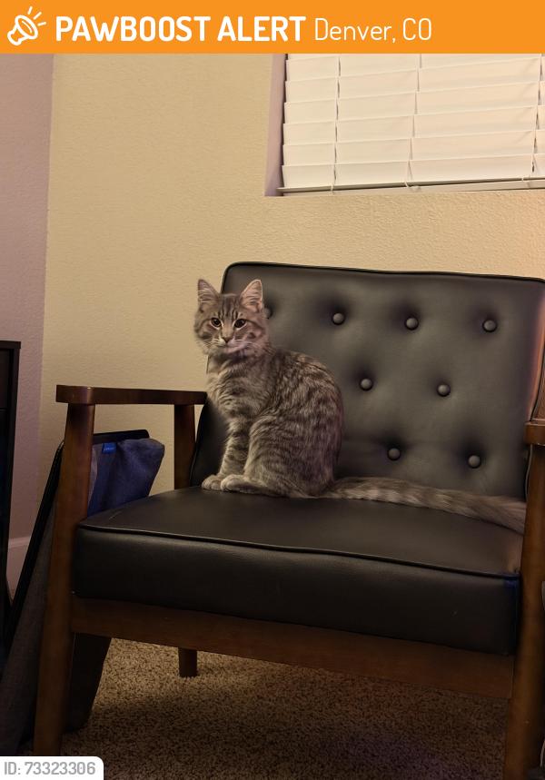 Found/Stray Female Cat last seen 54th street and Xenia Street, Denver, CO 80238