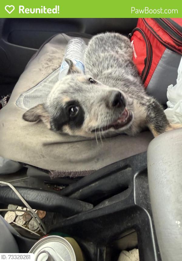 Reunited Female Dog last seen Near Mirasol Ave NW, Albuquerque, NM 87120, USA, Albuquerque, NM 87120