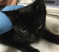 Shelter Stray Unknown Cat last seen Near BLOCK LIMONITE AVE, JURUPA VALLEY CA 92509, 6851 Van Buren Boulevard, Jurupa Valley, CA 92509, USA