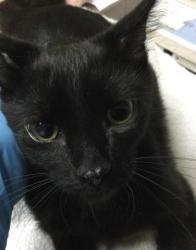 Shelter Stray Female Cat last seen Near BLOCK LIMONITE AVE, JURUPA VALLEY CA 92509, 6851 Van Buren Boulevard, Jurupa Valley, CA 92509, USA