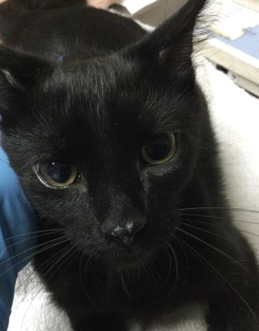Shelter Stray Female Cat last seen Near BLOCK LIMONITE AVE, JURUPA VALLEY CA 92509, 6851 Van Buren Boulevard, Jurupa Valley, CA 92509, USA