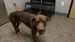 Shelter Stray Male Dog last seen 91ST AVE/INDIAN SCHOOL RD, 5501 E Van Buren St, Phoenix, AZ 85008, USA