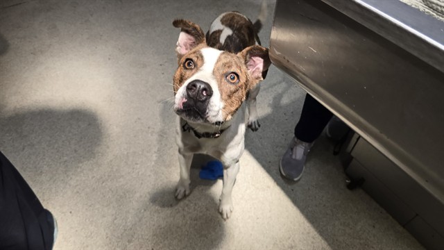 Shelter Stray Female Dog last seen ARLINGTON AVE\ CREST VIEW DR RIVERSIDE 92505, 6851 Van Buren Boulevard, Jurupa Valley, CA 92509, USA