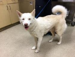 Shelter Stray Female Dog last seen BELLAGRAVE AVE/ ETIWANDA AVE, JURUPA VALLEY CA, 6851 Van Buren Boulevard, Jurupa Valley, CA 92509, USA