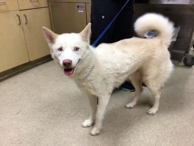 Shelter Stray Female Dog last seen BELLAGRAVE AVE/ ETIWANDA AVE, JURUPA VALLEY CA, 6851 Van Buren Boulevard, Jurupa Valley, CA 92509, USA