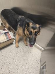 Shelter Stray Female Dog last seen Near BLOCK N 50TH AVE NEAR 168TH, 12155 Park Blvd, Brighton, CO 80601, USA