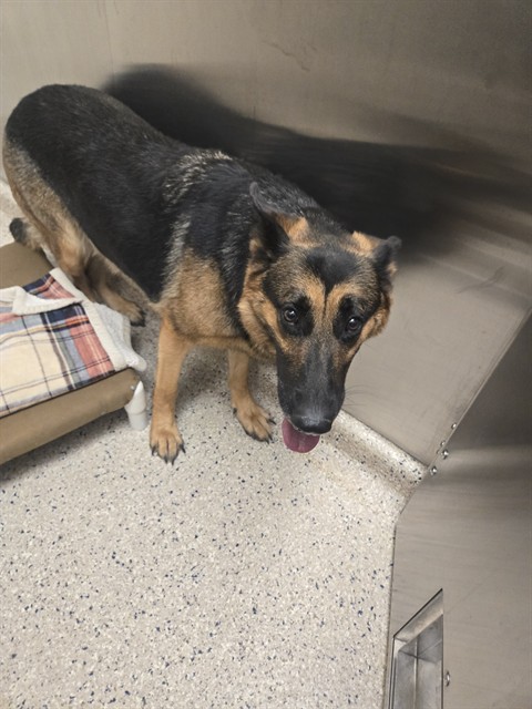 Shelter Stray Female Dog last seen Near BLOCK N 50TH AVE NEAR 168TH, 12155 Park Blvd, Brighton, CO 80601, USA