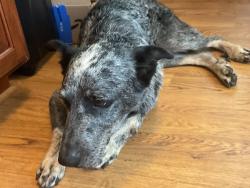 Found/Stray Male Dog last seen Albans rd and shephard, Houston, TX 77005