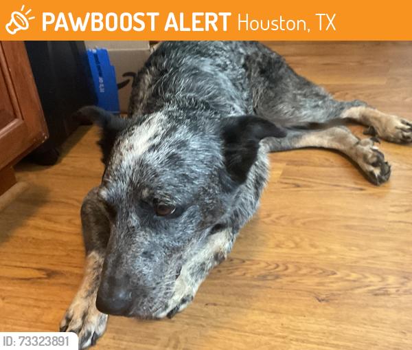 Found/Stray Male Dog last seen Albans rd and shephard, Houston, TX 77005