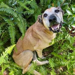 Shelter Stray Female Dog last seen SR 19, ALTOONA, 12280 County Rd 448, Tavares, FL 32778, USA