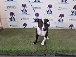 Shelter Stray Female Dog last seen , 2769 Conroy Rd, Orlando, FL 32839, USA