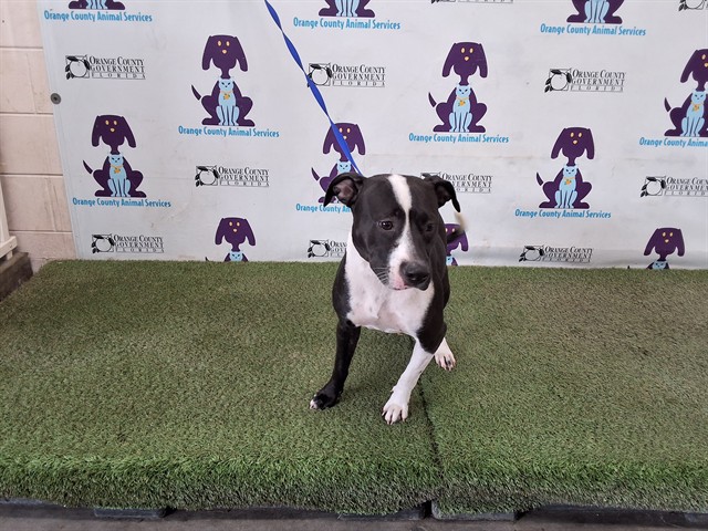 Shelter Stray Female Dog last seen , 2769 Conroy Rd, Orlando, FL 32839, USA