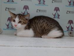 Shelter Stray Male Cat last seen , 2769 Conroy Rd, Orlando, FL 32839, USA