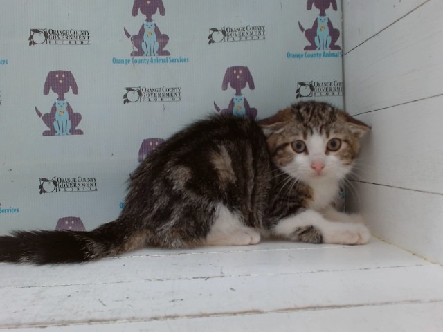 Shelter Stray Female Cat last seen , 2769 Conroy Rd, Orlando, FL 32839, USA