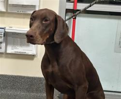 Shelter Stray Female Dog last seen , 3201 Lacy St, Los Angeles, CA 90031, USA