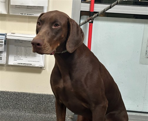 Shelter Stray Female Dog last seen , 3201 Lacy St, Los Angeles, CA 90031, USA