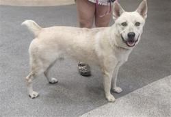 Shelter Stray Male Dog last seen , 3201 Lacy St, Los Angeles, CA 90031, USA