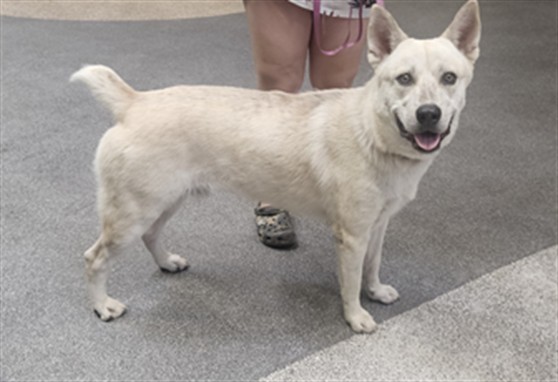 Shelter Stray Male Dog last seen , 3201 Lacy St, Los Angeles, CA 90031, USA