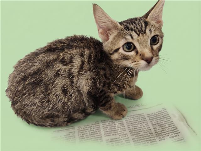 Shelter Stray Male Cat last seen , 1850 W 60th St, Los Angeles, CA 90047, USA