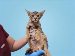 Shelter Stray Male Cat last seen , 1850 W 60th St, Los Angeles, CA 90047, USA