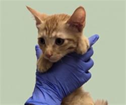 Shelter Stray Female Cat last seen , 1850 W 60th St, Los Angeles, CA 90047, USA