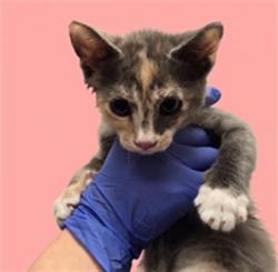 Shelter Stray Female Cat last seen , 1850 W 60th St, Los Angeles, CA 90047, USA