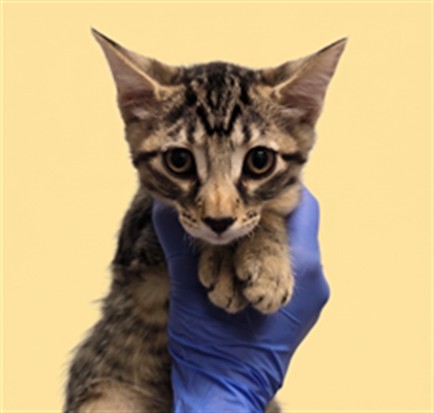Shelter Stray Male Cat last seen , 1850 W 60th St, Los Angeles, CA 90047, USA