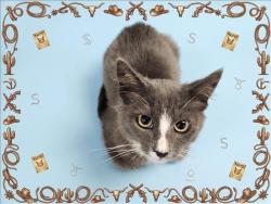 Shelter Stray Male Cat last seen , 1850 W 60th St, Los Angeles, CA 90047, USA