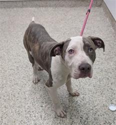 Shelter Stray Female Dog last seen Near BLOCK GLENDALE ST, DETROIT MI 48238, 7401 Chrysler Dr, Detroit, MI 48211, USA