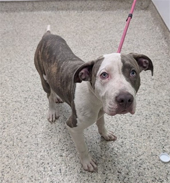 Shelter Stray Female Dog last seen Near BLOCK GLENDALE ST, DETROIT MI 48238, 7401 Chrysler Dr, Detroit, MI 48211, USA