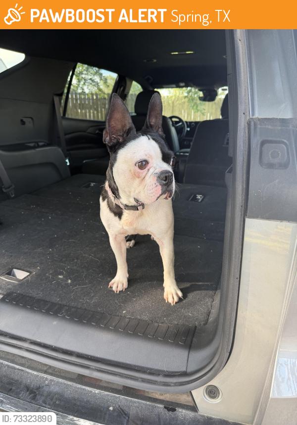 Found/Stray Male Dog last seen Old Louetta and Landry, Spring, TX 77379