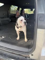 Found/Stray Male Dog last seen Old Louetta and Landry, Spring, TX 77379