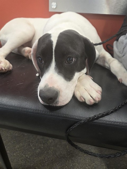 Shelter Stray Female Dog last seen Near BLOCK FLINTLOCK DR, 3528 Newburg Rd, Louisville, KY 40218, USA