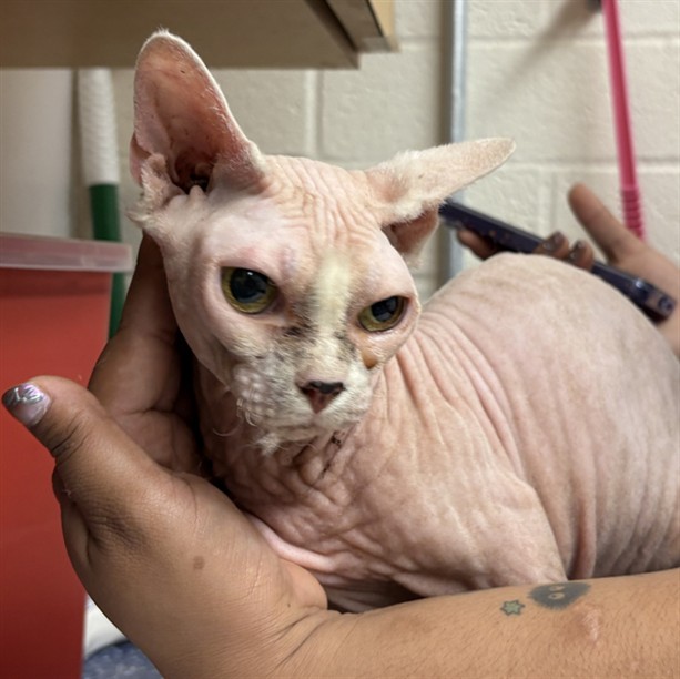 Shelter Stray Female Cat last seen , 600 Aviation Dr, Camarillo, CA 93010, USA