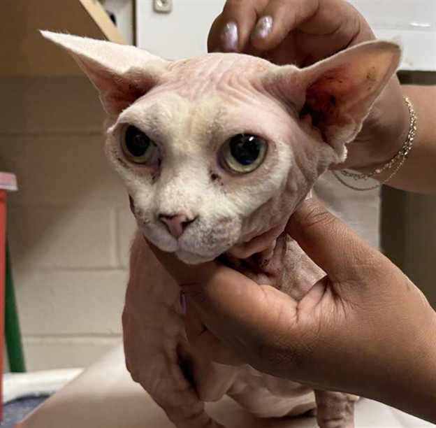 Shelter Stray Female Cat last seen , 600 Aviation Dr, Camarillo, CA 93010, USA