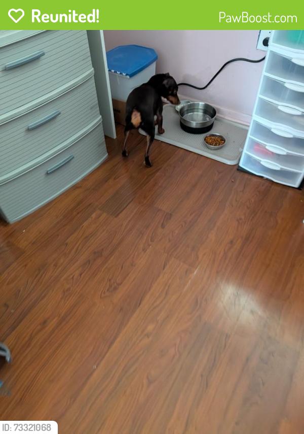 Reunited Male Dog last seen Newland Place and Northland Ln, Aberdeen NJ 07747, Aberdeen Township, NJ 07747