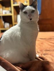 Lost Female Cat last seen Mason and Warfield, Clarksville, TN 37043