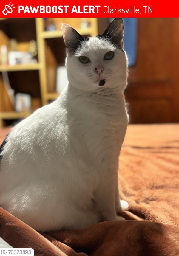 Lost Female Cat last seen Mason and Warfield, Clarksville, TN 37043