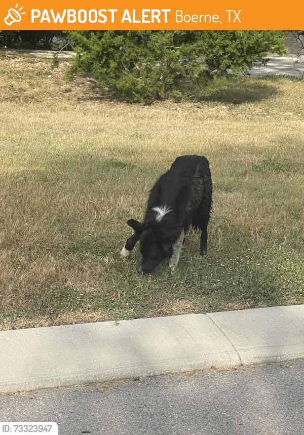 Found/Stray Unknown Dog last seen Bent tree off sisterdale, Boerne, TX 78006