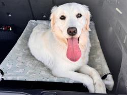 Reunited Female Dog last seen Near Lakewood Dr, Sunnyvale, CA 94089, USA, Sunnyvale, CA 94089