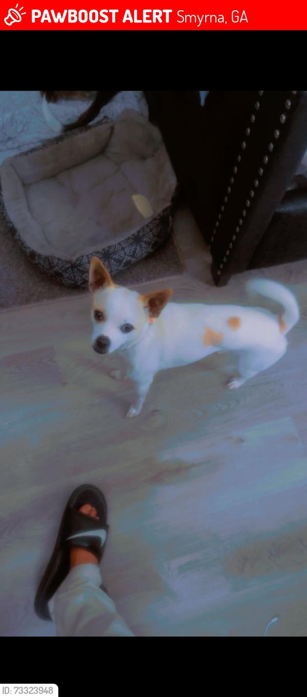 Lost Male Dog last seen Cobb Dr, Smyrna, GA 30080