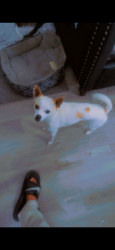 Lost Male Dog last seen Cobb Dr, Smyrna, GA 30080