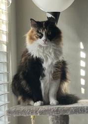 Reunited Female Cat last seen Alameda Landing, Alameda, CA 94501